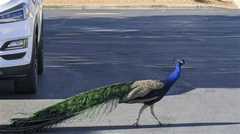 peta and peacock lv fake weater